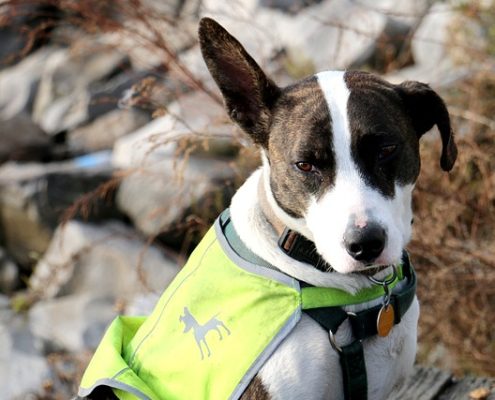 Sicher durch die dunkle Jahreszeit mit Hunde-Warnweste