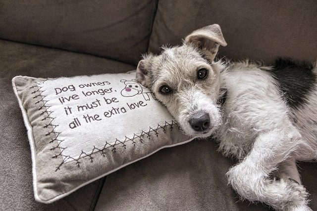 Ferienwohnung mit Hund buchen