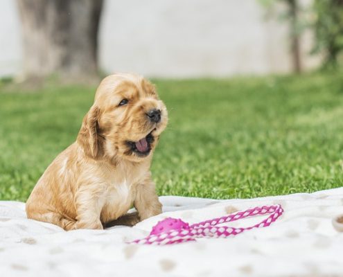 4Pfoten-Urlaub das Hundekind zieht ein