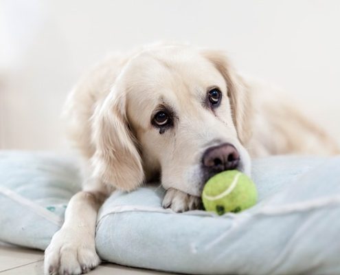 4Pfoten-Urlaub trauriger Hund