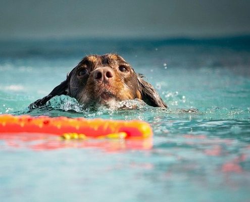 4Pfoten-Urlaub Urlaub mit Hund am Gardasee