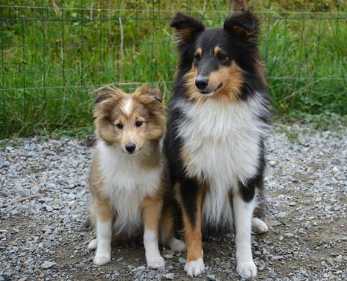 4Pfoten-Urlaub Mehrhundehaltung