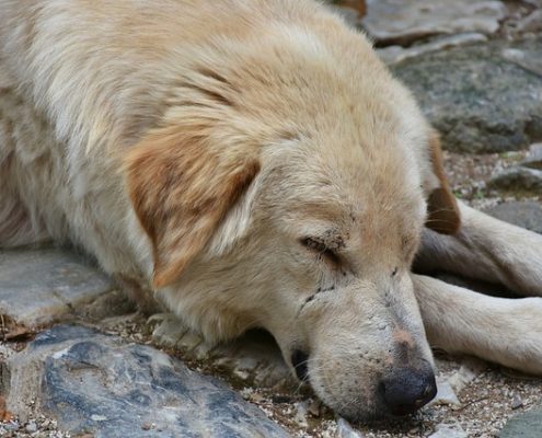 4Pfoten-Urlaub Straßenhund