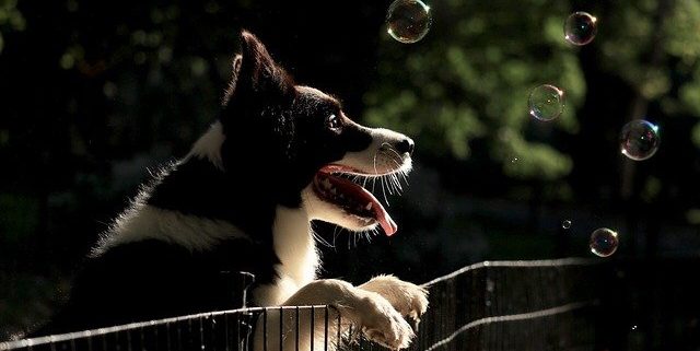 4Pfoten-Urlaub Wenn der Hund wegläuft