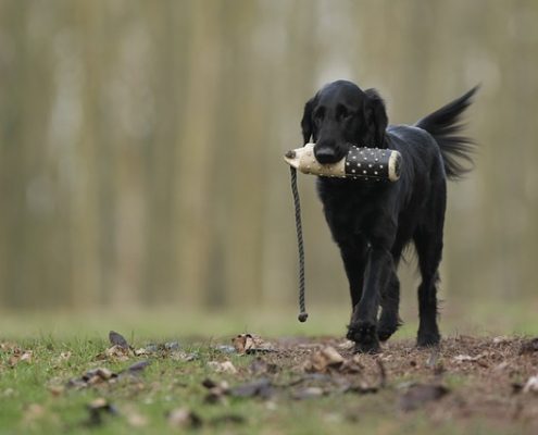 4pfoten-urlaub hund auslasten