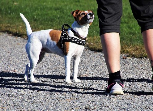 4Pfoten-Urlaub Gassirunde mit Hund