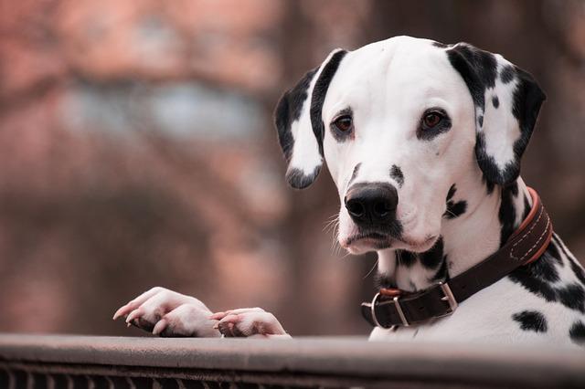 4Pfoten-Urlaub Hundehalsband