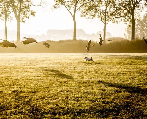 4Pfoten-Urlaub Hund jagd Vögel