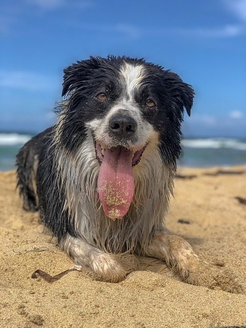 4Pfoten-Urlaub dreckiger Hund