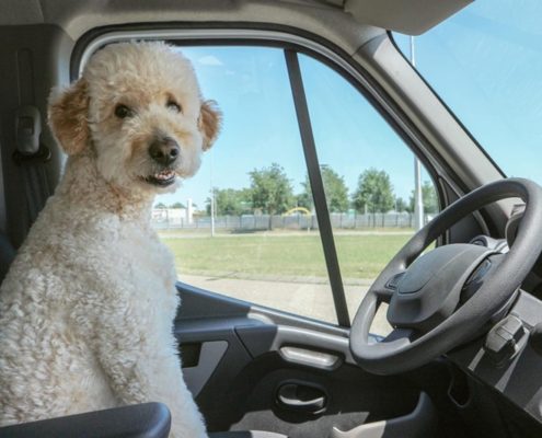 4Pfoten-Urlaub Hundehaftpflichtversicherung