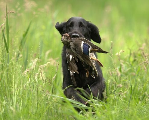 4Pfoten-Urlaub Jagdhund