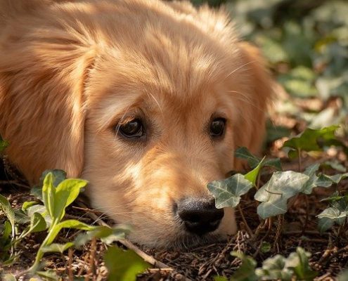 4Pfoten-Urlaub Hundebaby