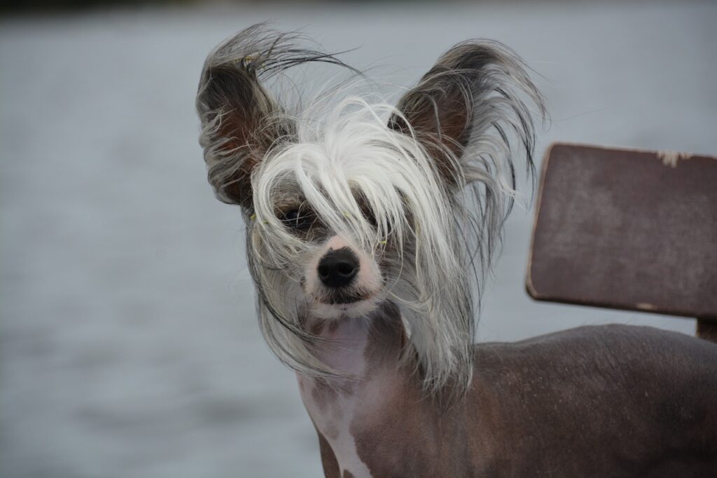 4Pfoten-Urlaub Haarloser Hund