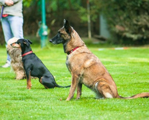 4Pfoten-Urlaub Hunde im Sitz