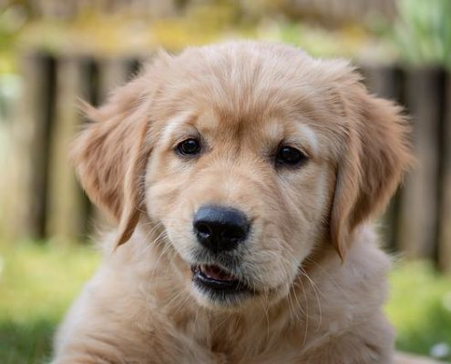 4Pfoten-Urlaub die richtige Ernährung für junge Hunde