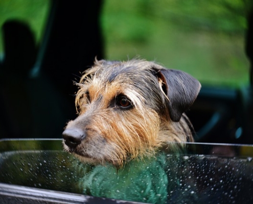 4Pfoten-Urlaub Mit Hund im Auto unterwegs