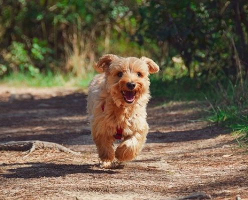 4Pfoten-Urlaub Wandernurlaub mit Hund