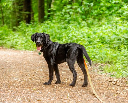 4Pfoten-Urlaub Hund an Schleppleine