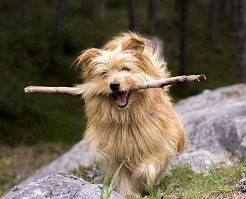 4Pfoten-Urlaub Hund beschäftigen