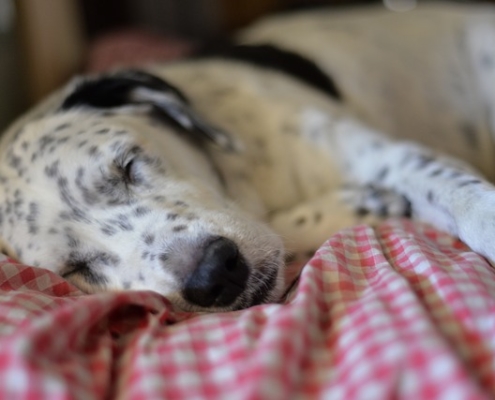 4Pfoten-Urlaub entspannter Hund im Büro