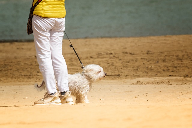 4Pfoten-Urlaub Hunde an der Leine führen
