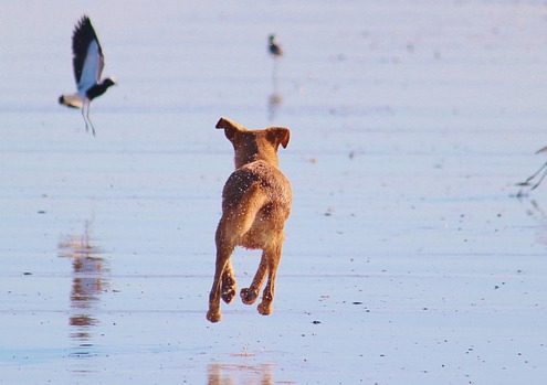 4Pfoten-urlaub Jagdhund