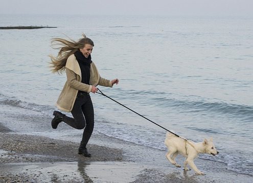 4Pfoten-Urlaub kein einsamer Hund