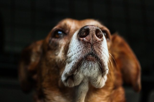 4Pfoten-Urlaub Schnüffeltraining für Hunde