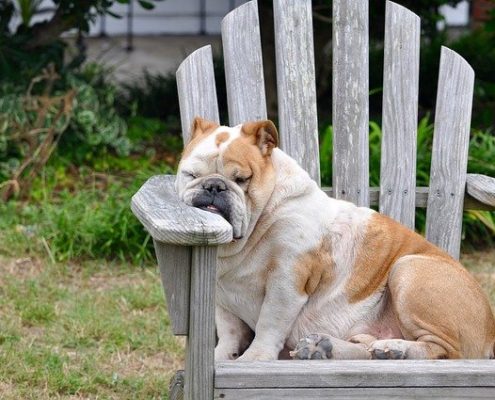 4Pfoten-Urlaub Hund schläft