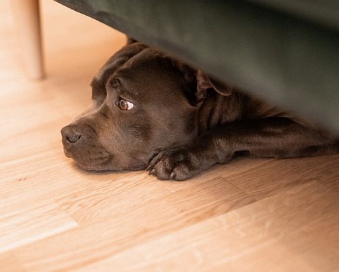 4Pfoten-Urlaub ängstlicher Hund