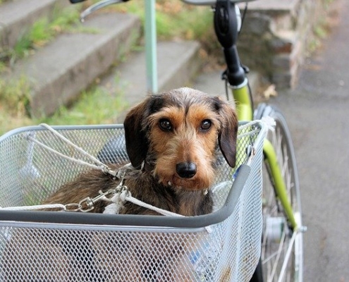 4Pfoten-Urlaub gesicherter Hund im Fahrradkorb