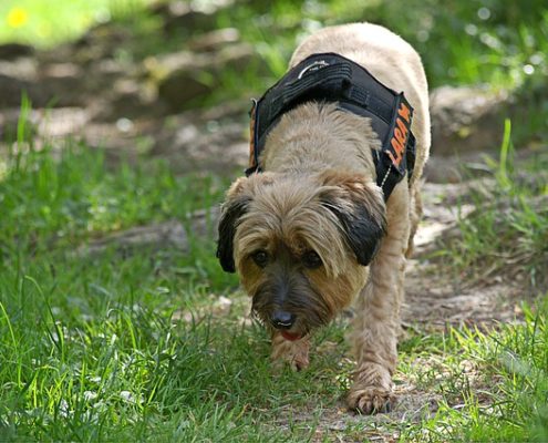 4Pfoten-Urlaub den Hund abrufen