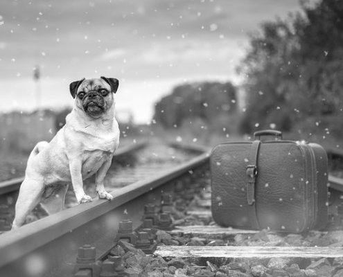 4Pfoten-Urlaub Zugfahrt mit Hund