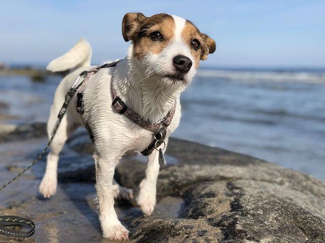 4Pfoten-Urlaub Strandurlaub mit Hund