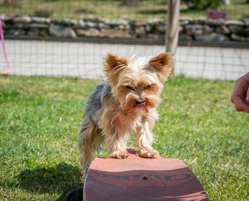 4Pfoten-Urlaub aufmerksamer Hund