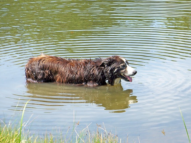 4Pfoten-Urlaub Hund badet