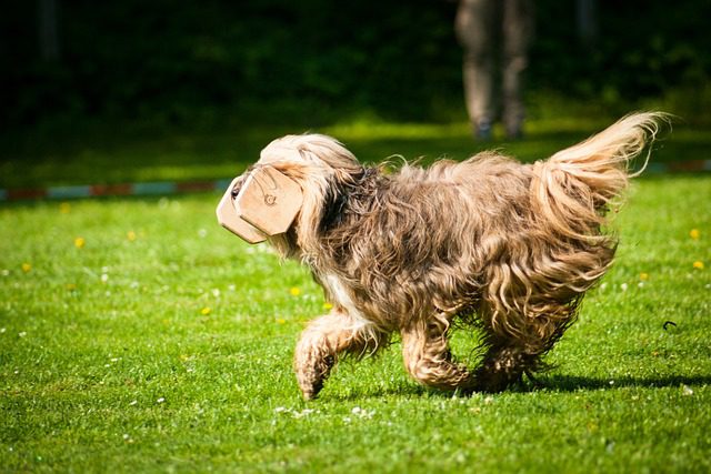 4Pfoten-Urlaub Obedience im Urlaub