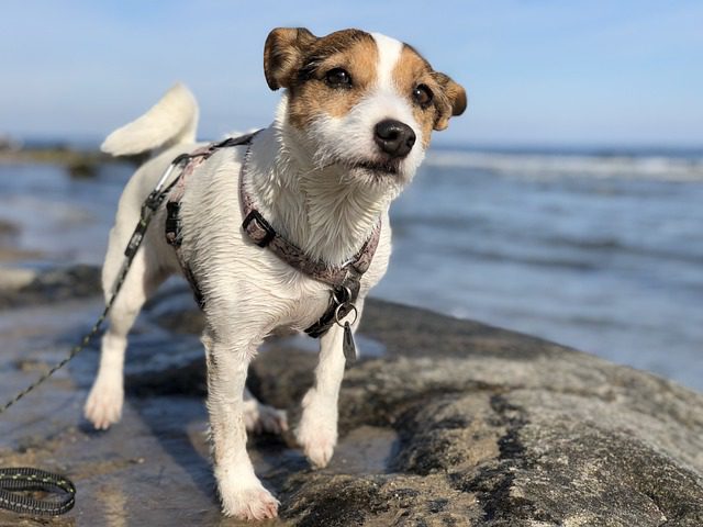 4pfoten-Urlaub Olpenitz mit Hund