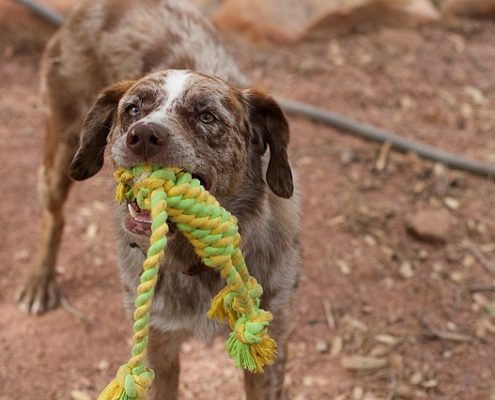 4Pfoten-Urlaub Hundespielzeug