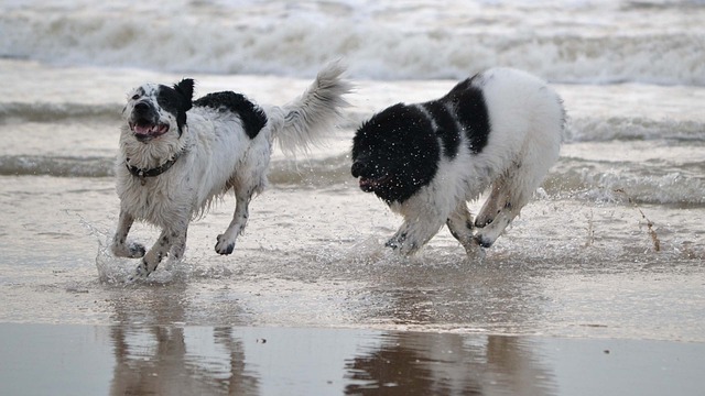 4Pfoten-Urlaub Hunde spielen am Strand
