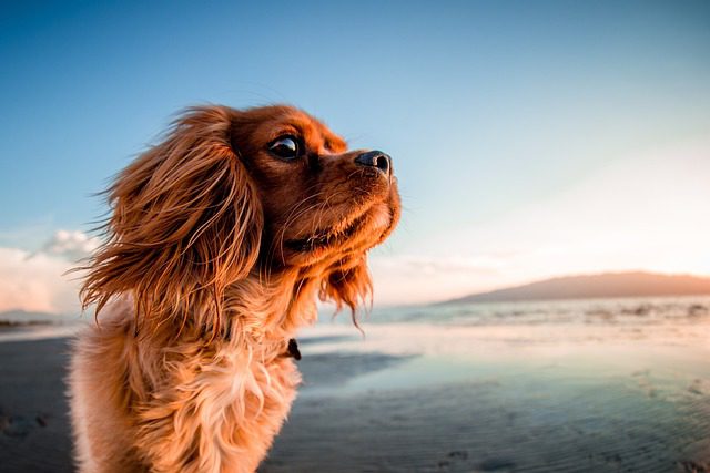 4Pfoten-Urlaub Strandurlaub mit Hund