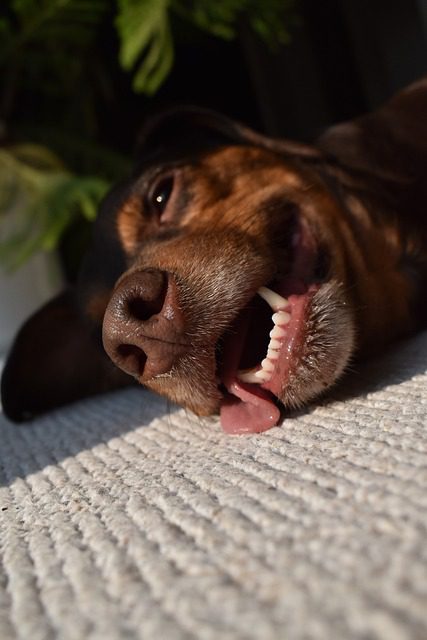 4Pfoten-Urlaub überhitzter Hund