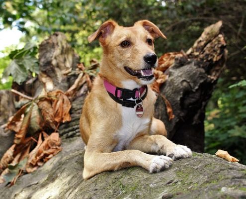 4Pfoten-Urlaub Urlaub mit Hund im Fläming