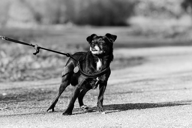 4Pfoten-Urlaub Leinentraining bei ziehenden Hunden