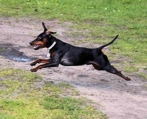 4Pfoten-Urlaub Urlaub mit Hund