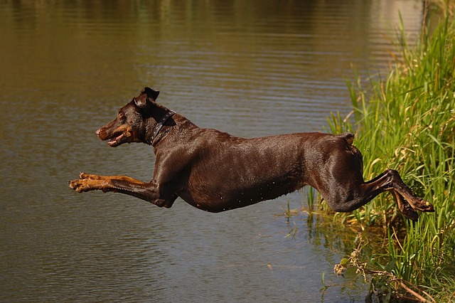 4Pfoten-Urlaub Hund springt ins Wasser