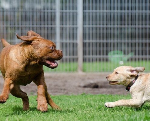 4Pfoten-Urlaub Hundepension