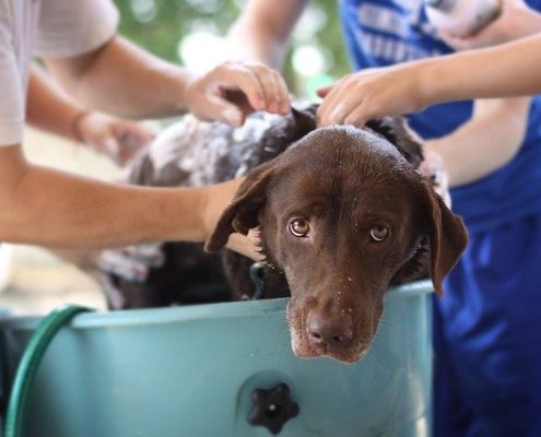 4Pfoten-urlaub Hund baden