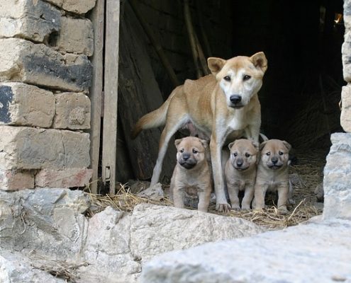 4#pfoten-Uralaub Hundewelpen