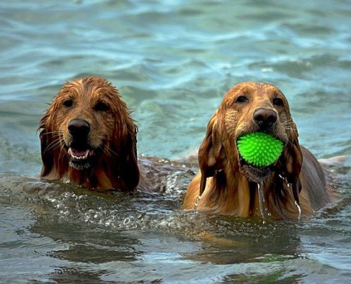 4Pfoten-Urlaub Wasserratten